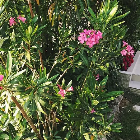 Puntica Apartmán Petrcane