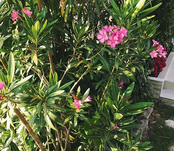 Puntica 公寓 佩特坎内